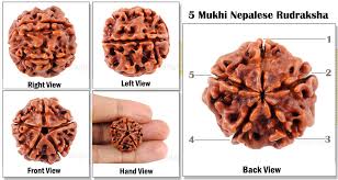 5 मुखी रुद्राक्ष